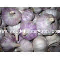 Good Quality Normal White Garlic From Longyuan